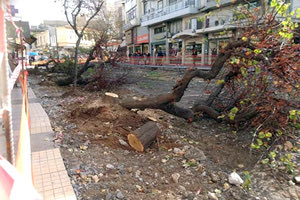 ΙΔΗΣ ΚΟΜΕΝΑ ΔΕΝΤΡΑ