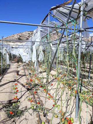 Εικόνες αγροτικής καταστροφής στη Βιάννο
