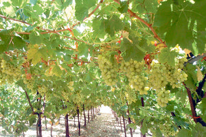 αμπελουργία