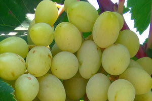 Επιτραπέζια σταφύλια