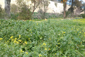 Πυκνή βλάστηση από αγριόχορτα παντού