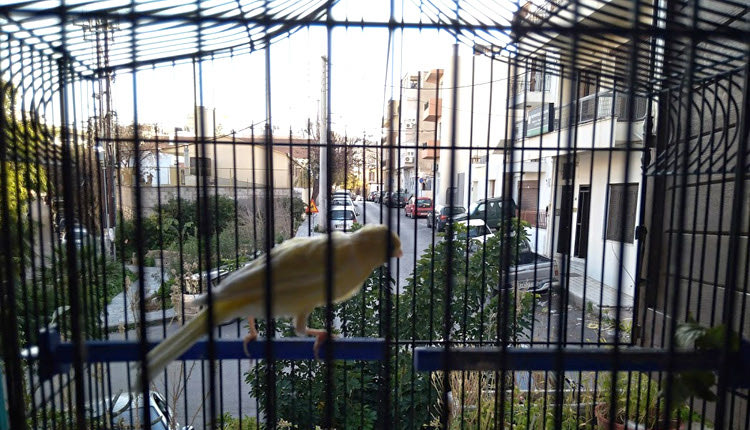 Ένα καναρίνι χωρίς όνομα είναι η συντροφιά του αγαπημένου μας γείτονα