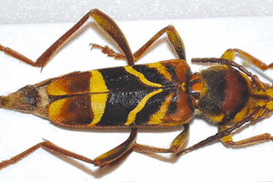 το κινέζικο ξυλοφάγο έντομο