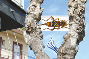 Ένα κινέζικο έντομο απειλεί μουριές