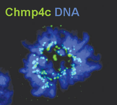 Η ΕΡΕΥΝΑ ΔΥΟ ΕΠΙΣΤΗΜΟΝΩΝ ΣΤΗΝ ΚΡΗΤΗ: Η πρωτεΐνη-στόχος, ελπίδα για τον καρκίνο