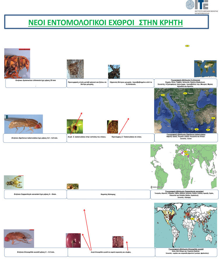 Τα έντομα - εχθροί των καλλιεργειών 