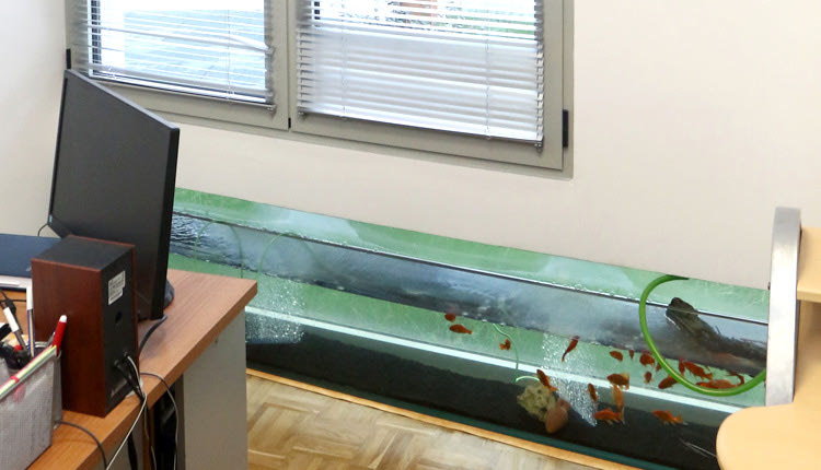 Σε αίθουσα διοικητική και όχι εκπαίδευσης επιλέχθηκε να τοποθετηθεί ένα μικρό ενυδρείο, για το οποίο κανείς δεν διερωτήθηκε πώς θα λειτουργεί το καλοκαίρι που το σχολείο είναι κλειστό