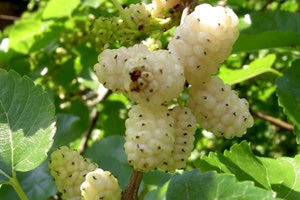 Μουριά - ξυλοφάγο έντομο