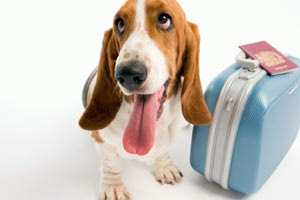 Kατοικίδια ταξιδεύουν...