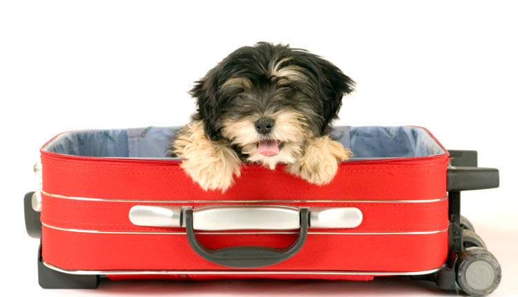 Kατοικίδια ταξιδεύουν...