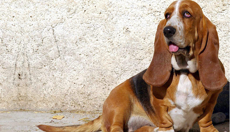 Εάν θέλετε VIP υπηρεσίες για τον τετράποδο φίλο σας, θα τις πληρώσετε μάλλον ακριβά