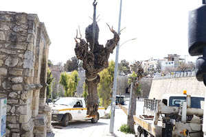 Έκοψαν τις μουριές λόγω εντόμου