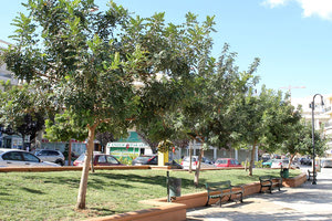 ανάγκες του πρασίνου των κοινόχρηστων και ελεύθερων χώρων της πόλης