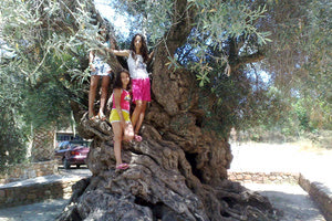 Διαδρομές για μαθητές-εκπαιδευτικούς στα ελαιοκομικά μνημεία της Κρήτης