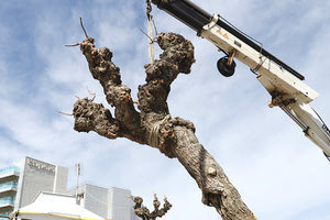 Κόβονται πάνω από 400 μουριές λόγω του... εντόμου