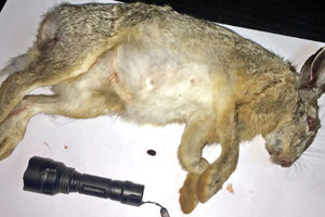 Πήγαν στον λαγό