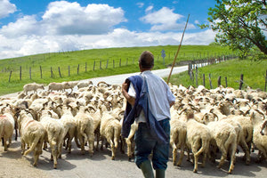 κτηνοτρόφοι