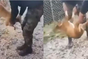 βασάνισαν σκύλο, στο στρατόπεδο της Κόνιτσας