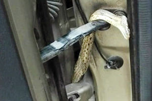 Οδηγούσε παρέα με ένα... φίδι!