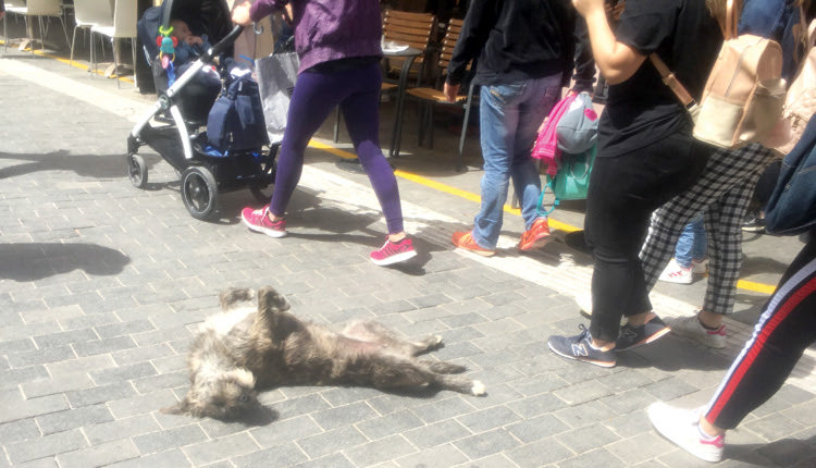 ο αδέσποτος… αρτίστας, κάθε μέρα σχεδόν δίνει ρεσιτάλ… υποκριτικής τα Λιοντάρια