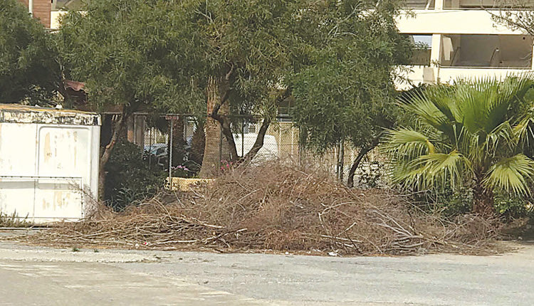 τα κομμένα κλαδιά στον περιβάλλοντα χώρο του κολυμβητηρίου του “Λίντο”. 