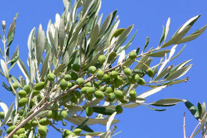 Γνωρίζουν τον πολιτισμό και την ιστορία της Κρήτης