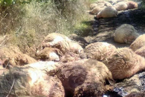 Δίνουν όρκο στον Αϊ Γιώργη ότι δεν έκαναν τη ζωοκτονία