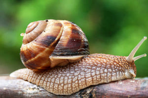 Κι όμως η εκτροφή σαλιγκαριών δεν είναι μια εύκολη υπόθεση!