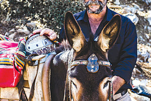 τα γαϊδουράκια  που μεταφέρουν τουρίστες