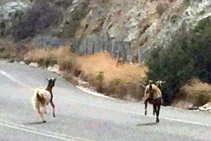 Τo να διασχίζουν κάθετα κατσίκες τον ΒΟΑΚ είναι σύνηθες φαινόμενο