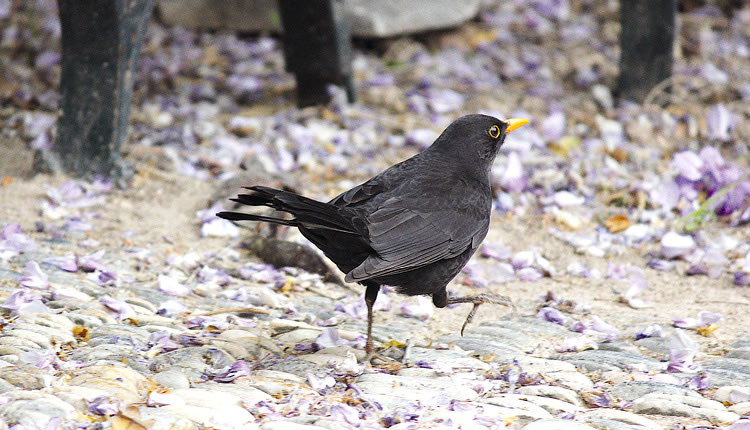Η αρχαιολόγος που... ταξιδεύει στον κόσμο των πουλιών