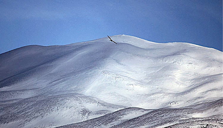 Γερακίνα στην κορυφή του Ψηλορείτη
