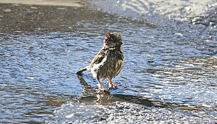 Σπουργίτι λουόμενο