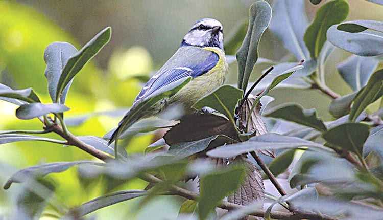Γαλαζοπαπαδίτσα