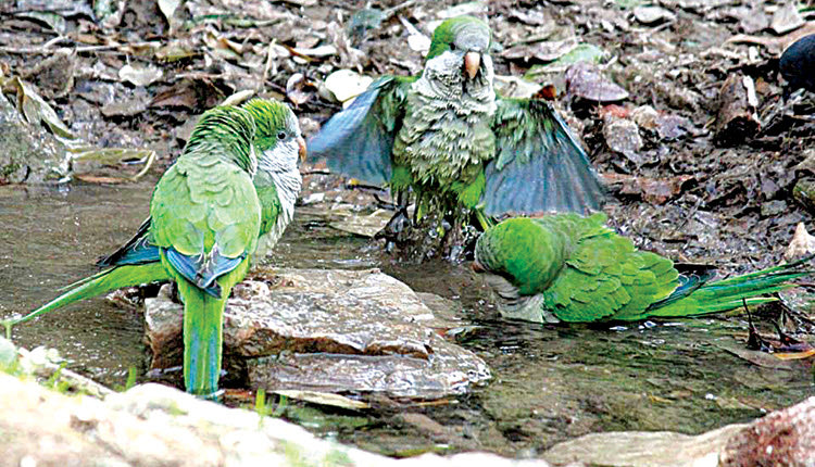 Παπαγαλάκια λουόμενα