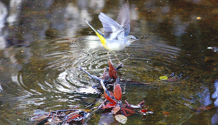 Σταχτοσουσουράδα