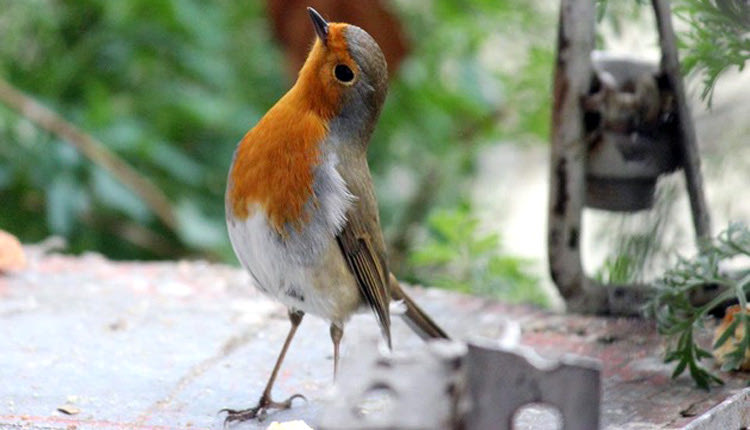 Κοκκινολαίμης ποζάτος