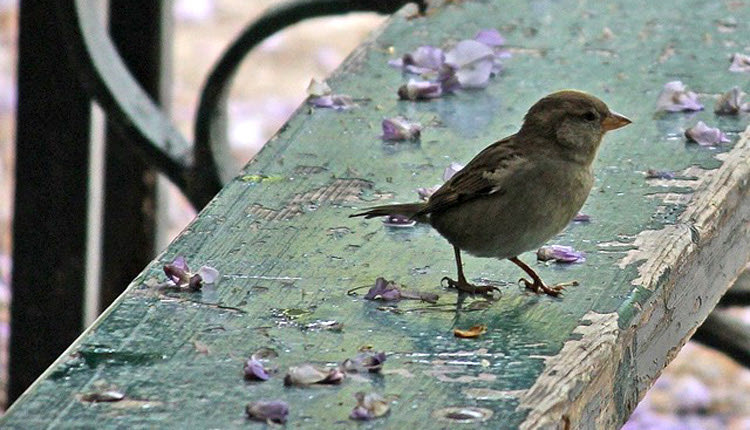 Σπουργίτι στο πάρκο