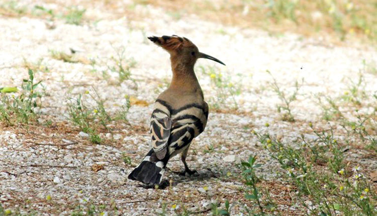 Τσαλαπετεινός