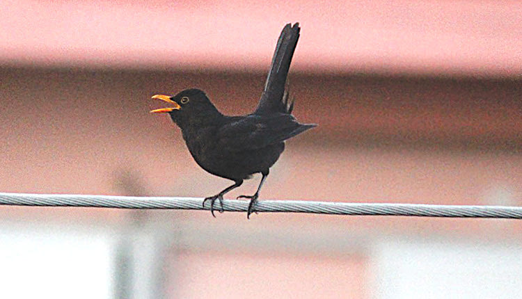 Κότσυφας φωνακλάς και θυμωμένος