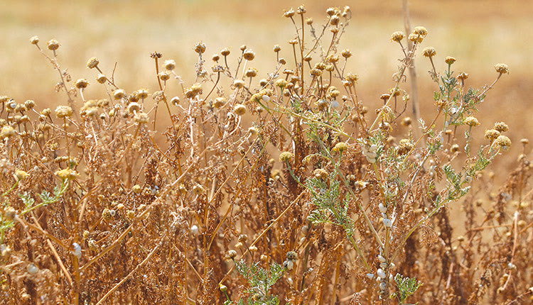 Στέκουν αγέρωχες και αποξηραμένες οι μαργαρίτες