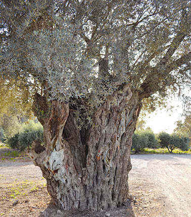 Οι αιωνόβιες ελιές