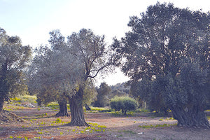 Οι αιωνόβιες ελιές