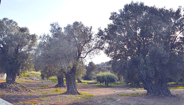 Οι αιωνόβιες ελιές