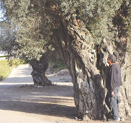 Οι αιωνόβιες ελιές
