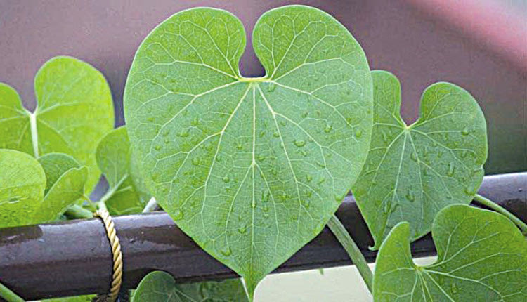 Οι επιστήμονες του Πανεπιστημίου Κρήτης δημιούργησαν την ανόργανη μορφή της χλωροφύλλης.