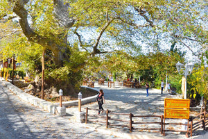 Κράσι - πλάτανος