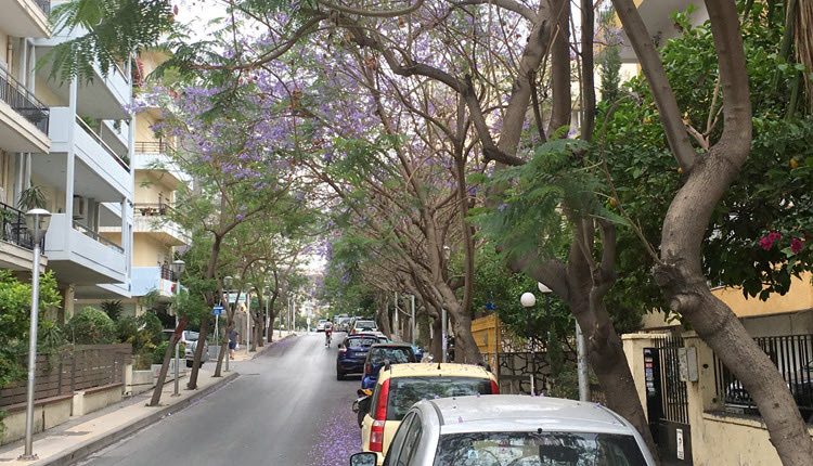  Ηράκλειο. Τα ανθισμένα δέντρα της λεωφόρου Ανδρέα Παπανδρέου (πρώην Ακαδημίας) σκεπάζουν σε κάποιο σημείο τον πολυσύχναστο δρόμο 