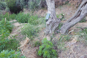 σε χασισοφυτεία του Ρεθύμνου