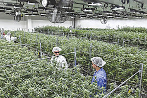 Υπό συνεχή φρούρηση θα είναι οι φυτείες για την καλλιέργεια θεραπευτικής κάνναβης